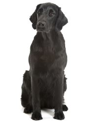 Flatcoated Retriever