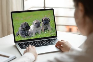 puppy via internet